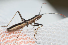 Micrelytra fossularum