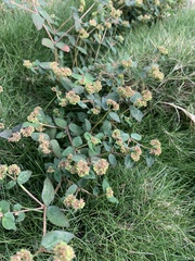 Euphorbia ophthalmica