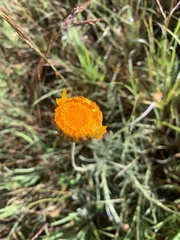 Leucochrysum albicans