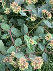 Euphorbia ophthalmica