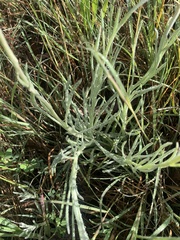 Leucochrysum albicans
