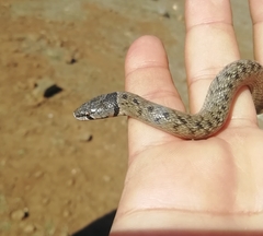 Macroprotodon brevis