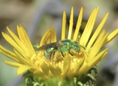 Agapostemon