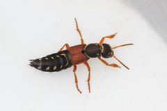 Staphylinus dimidiaticornis