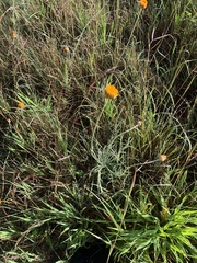 Leucochrysum albicans