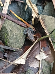 Leptodactylus albilabris