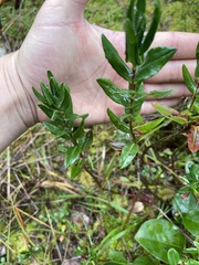 Kalmia microphylla