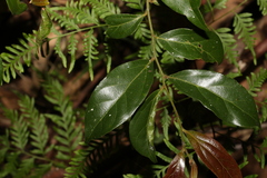 Cryptocarya triplinervis pubens
