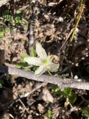 Parnassia grandifolia
