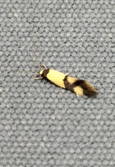 Opogona comptella