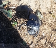 Scarabaeus cicatricosus