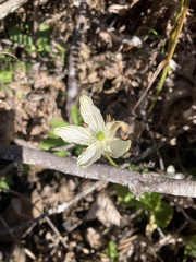 Parnassia grandifolia