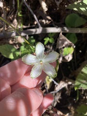 Parnassia grandifolia