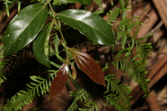 Cryptocarya triplinervis pubens