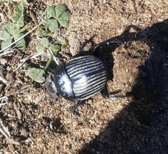 Scarabaeus laticollis