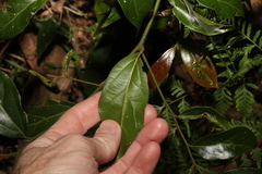 Cryptocarya triplinervis pubens