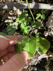 Parnassia grandifolia
