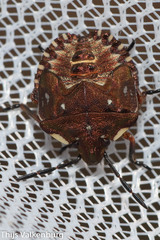 Carpocoris