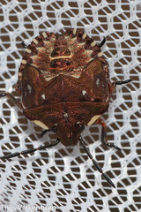 Carpocoris