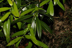 Podocarpus elatus