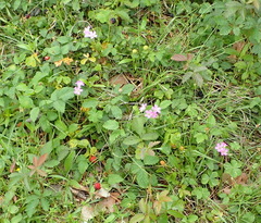 Oxalis drummondii