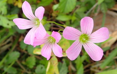 Oxalis drummondii