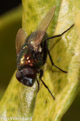 Neomyia