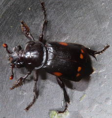 Nicrophorus pustulatus