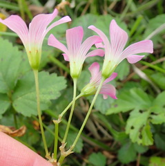Oxalis drummondii