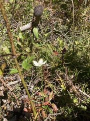 Parnassia grandifolia