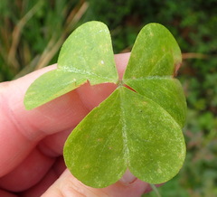 Oxalis drummondii