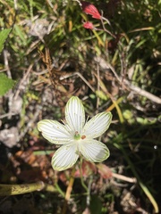 Parnassia grandifolia