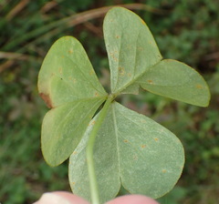 Oxalis drummondii