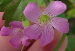 Oxalis drummondii