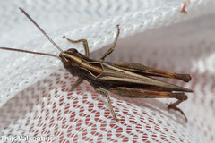 Omocestus