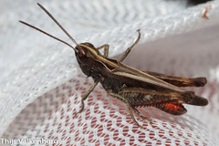 Omocestus