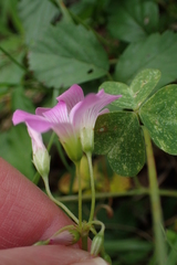 Oxalis drummondii