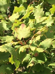 Acer opalus
