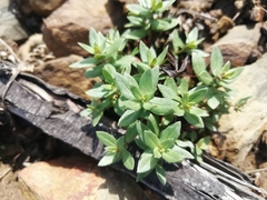 Lysimachia monelli
