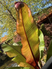Ensete