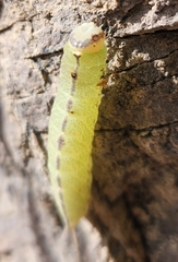 Macrurocampa miranda