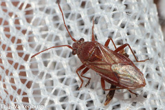 Nysius helveticus