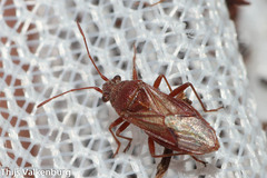 Nysius helveticus