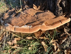 Ganoderma resinaceum