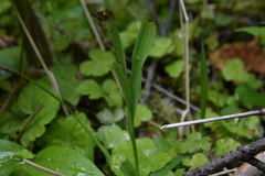 Luzula parviflora