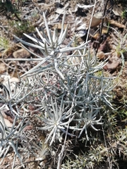 Helichrysum italicum