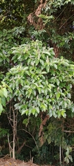 Miconia multispicata