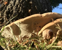 Ganoderma resinaceum