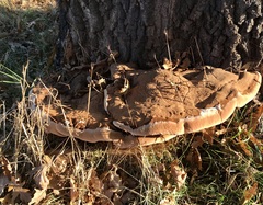 Ganoderma resinaceum