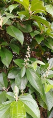 Miconia multispicata